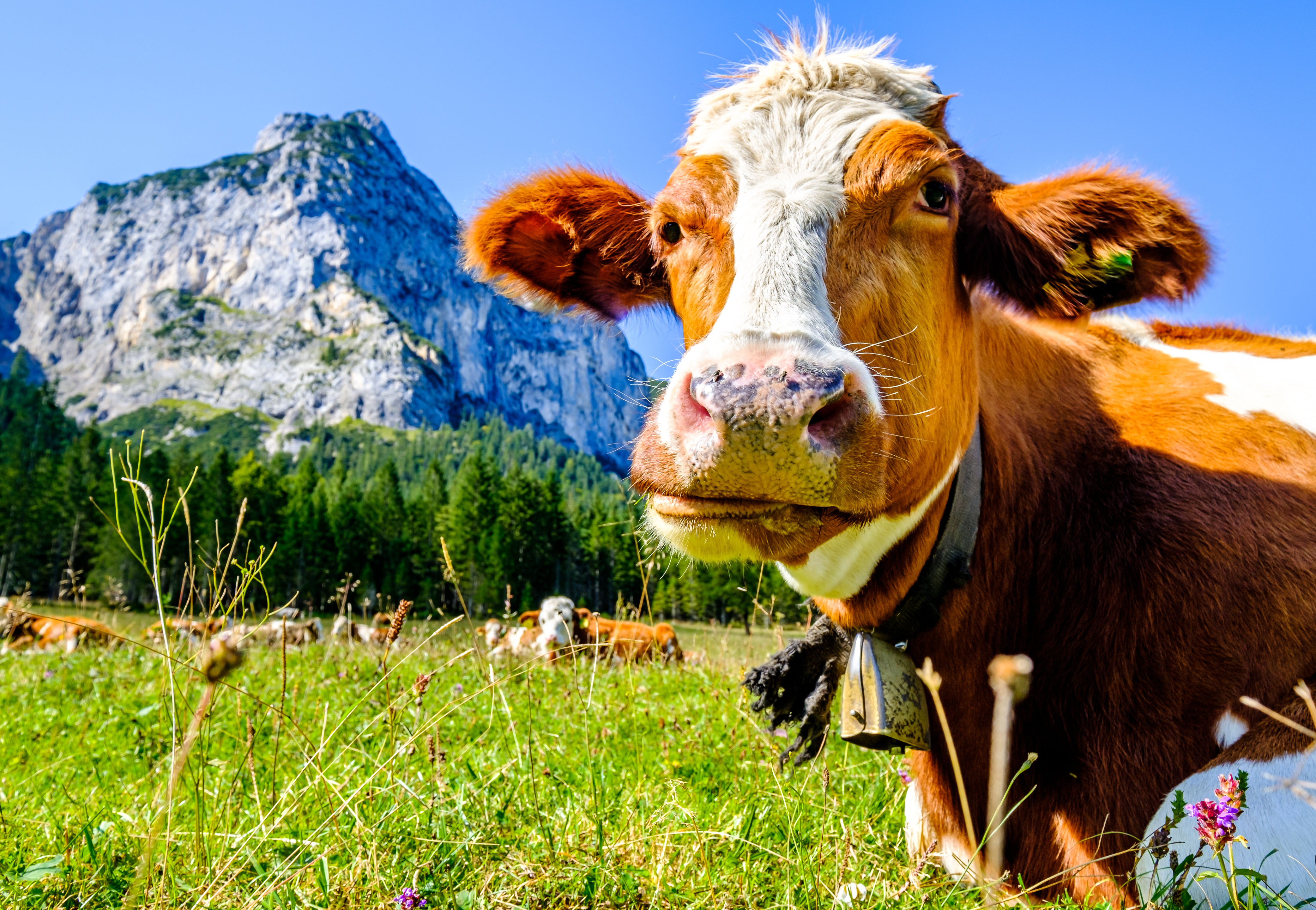 Kuh auf österreichischer Alm